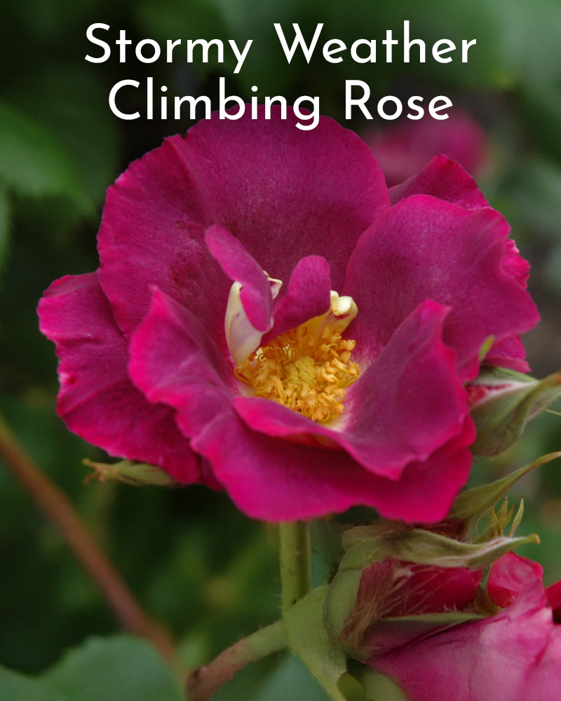 Gift Ready 'Stormy Weather' Rose