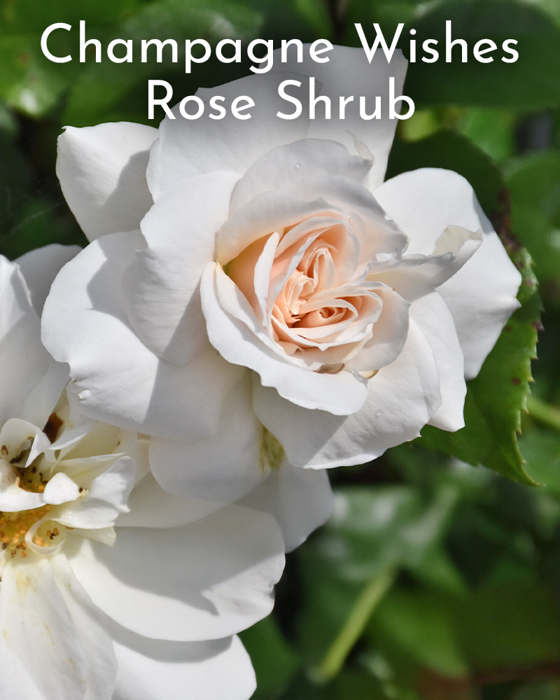 Gift Ready 'Champagne Wishes' Rose