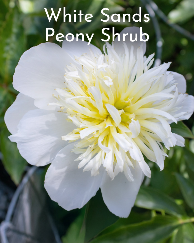 Gift Ready 'White Sands' Peony