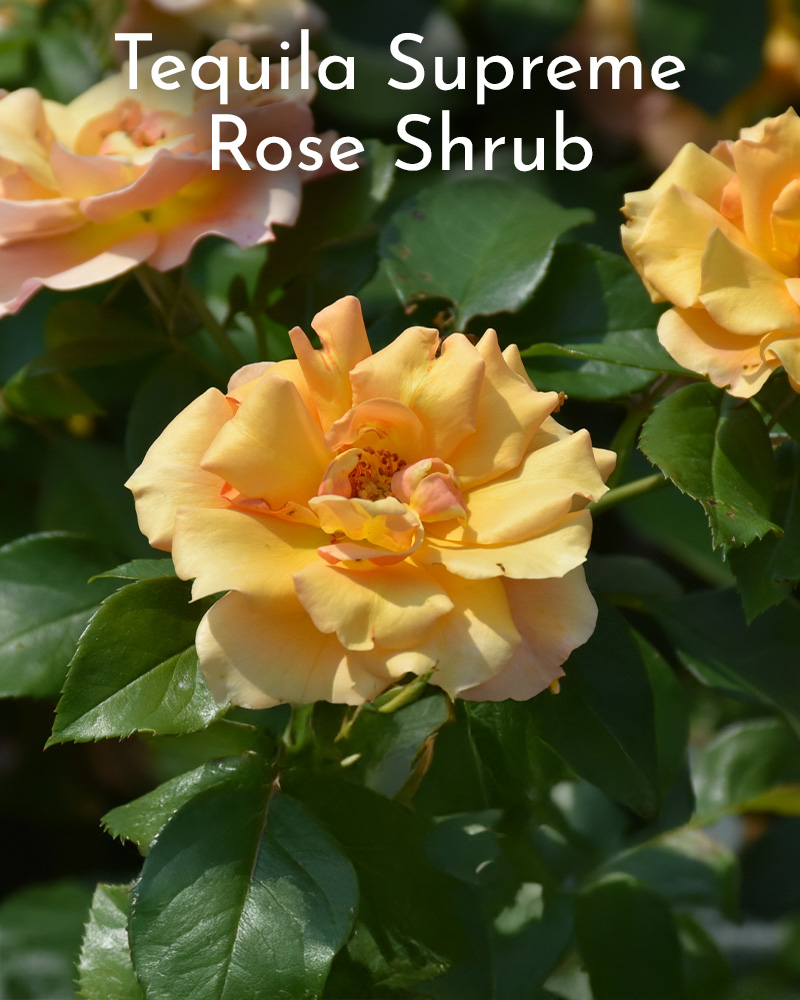 Gift Ready 'Tequila Supreme' Rose