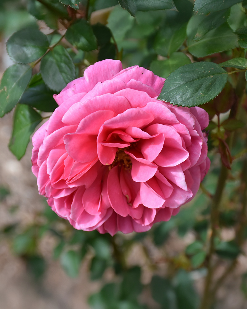 Dee-Lish&reg; Rose #3<br><i>Rosa 'Meiclusif'</br></i>
