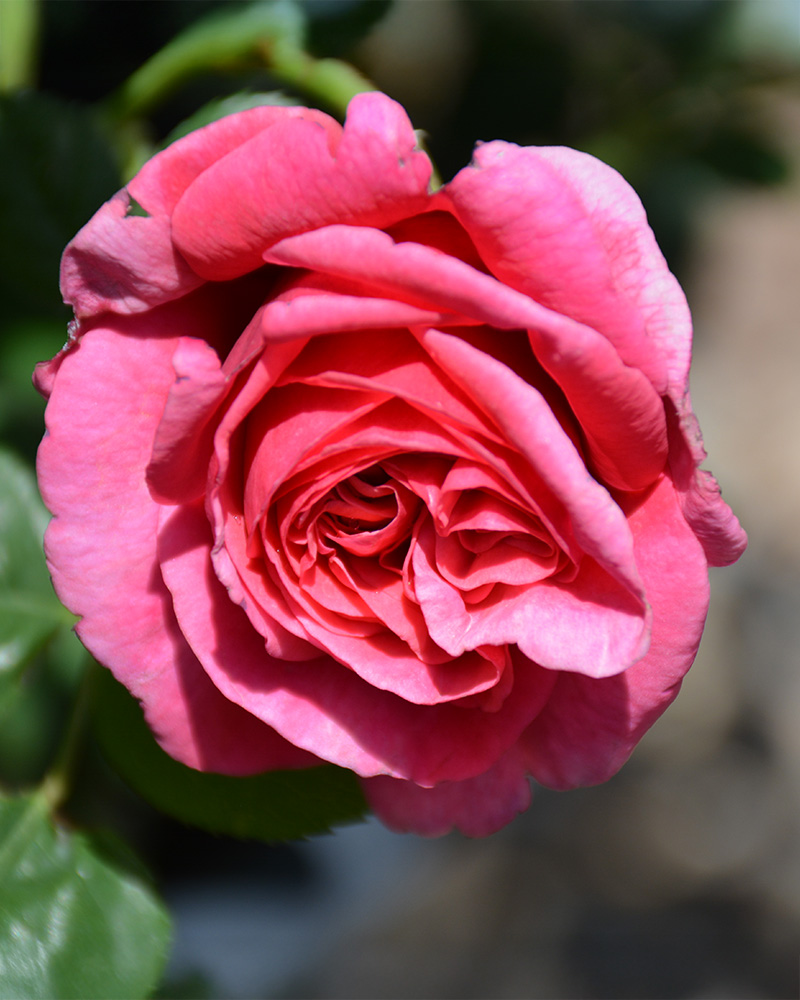 Dee-Lish&reg; Rose #3<br><i>Rosa \'Meiclusif\'</br></i>