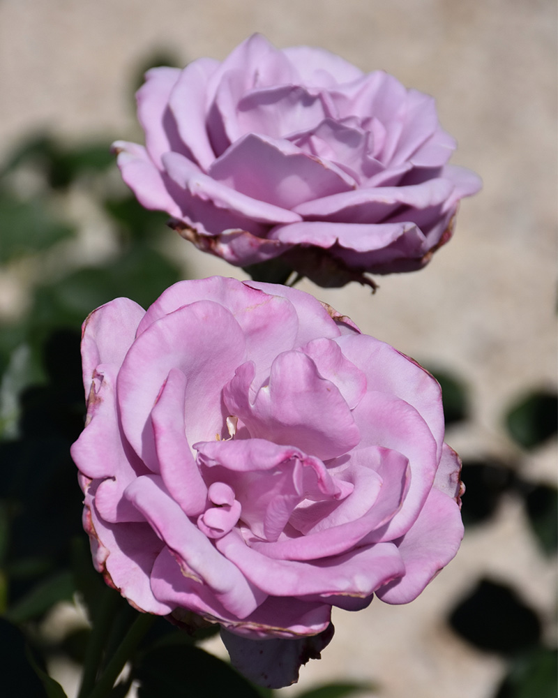 Blue Girl Rose #3<br><i>Rosa 'Blue Girl'</br></i>