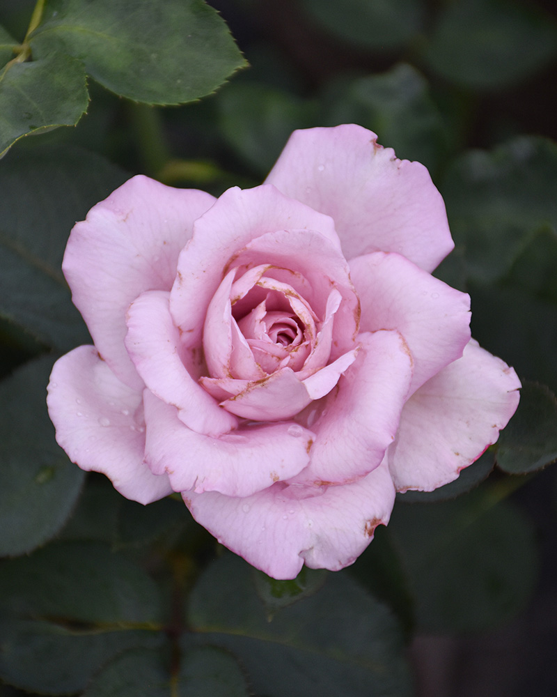 Blue Girl Rose #3<br><i>Rosa \'Blue Girl\'</br></i>