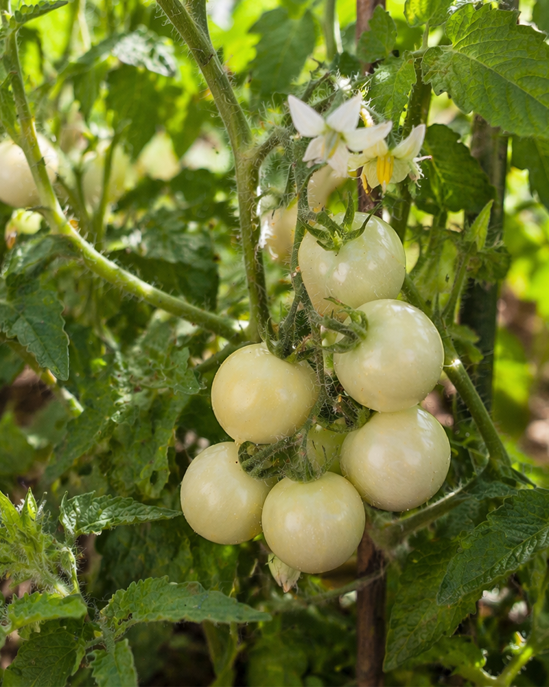 Tomato White Cherry 4"