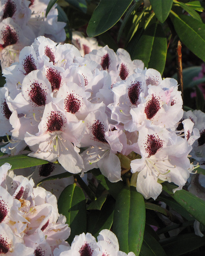 Calsap Rhododendron #5<br><i>Rhododendron 'Calsap'</br></i>