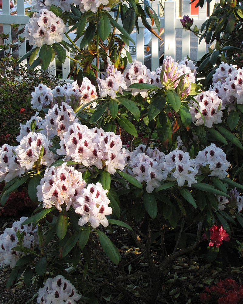 Calsap Rhododendron #5<br><i>Rhododendron \'Calsap\'</br></i>