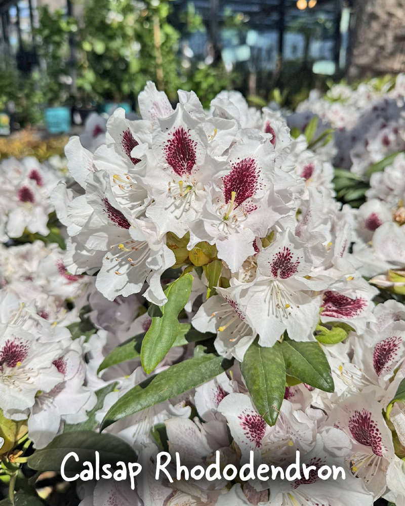 Gift Ready 'Choose Color' Rhododendron from $62-$76