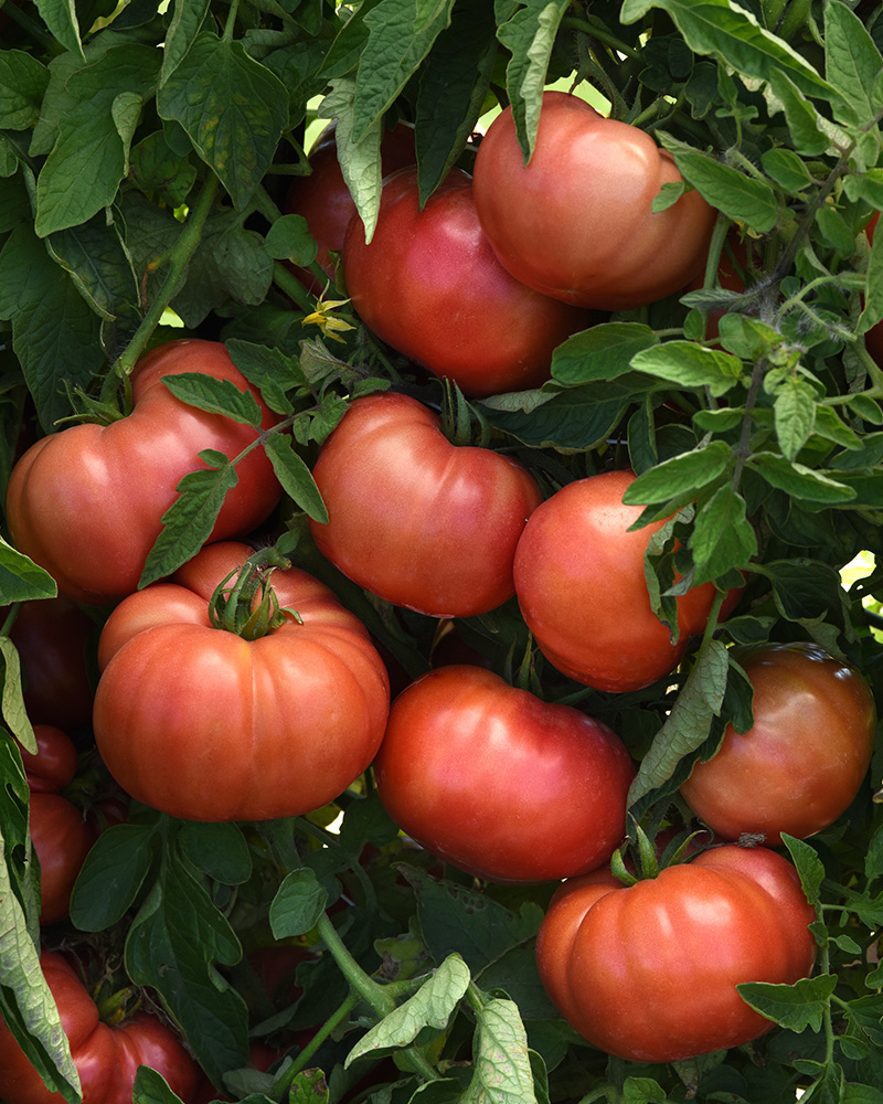 Tomato Wonderstar Pink 6 Pack