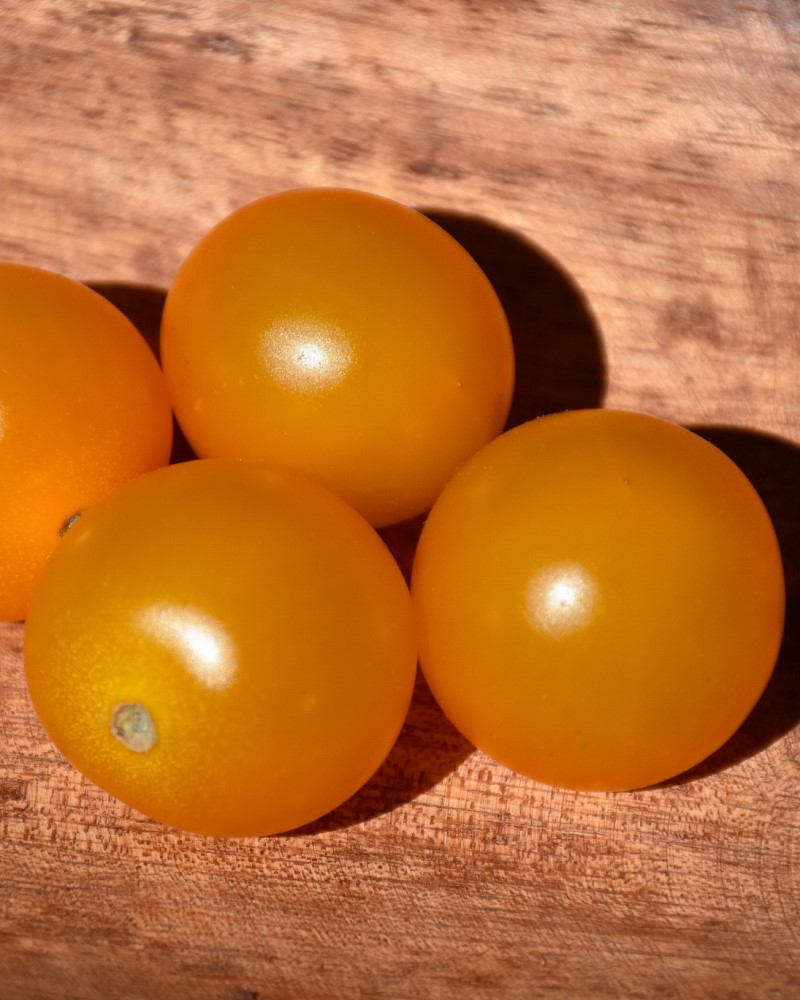 Tomato Sungold 6 Pack