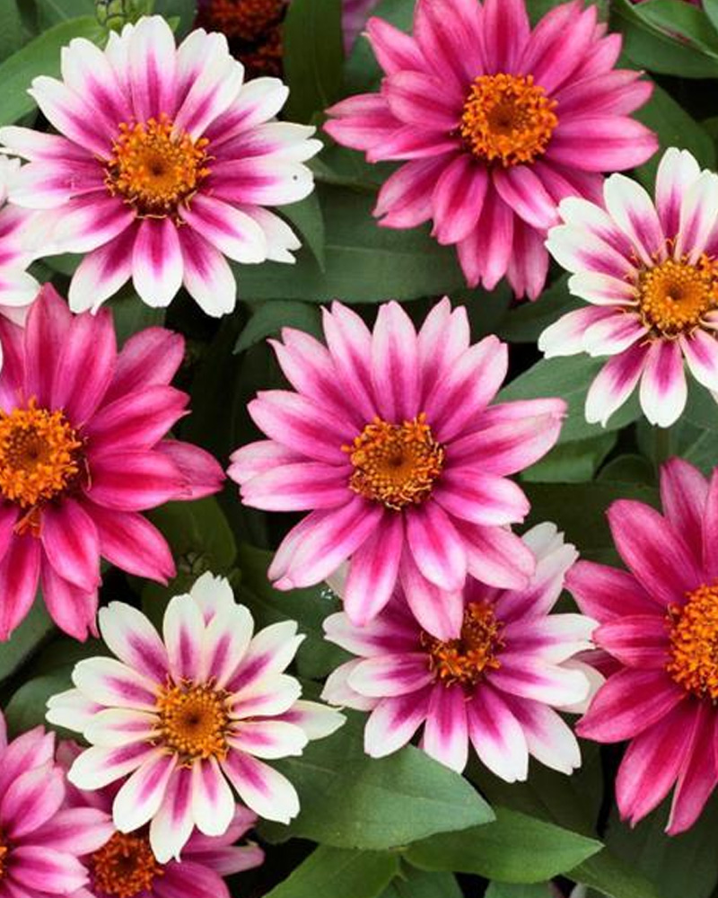 Zinnia Profusion Cherry Bicolor 4"