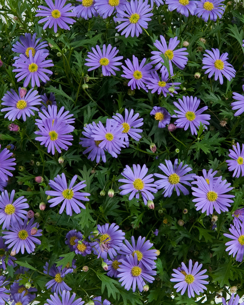 Brachyscome Brasco Violet 4"