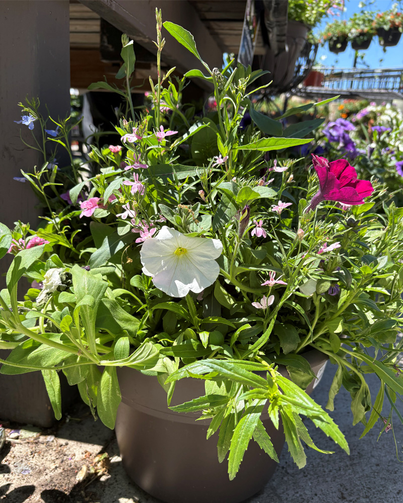 Christie Custom Patio Pot 12"
