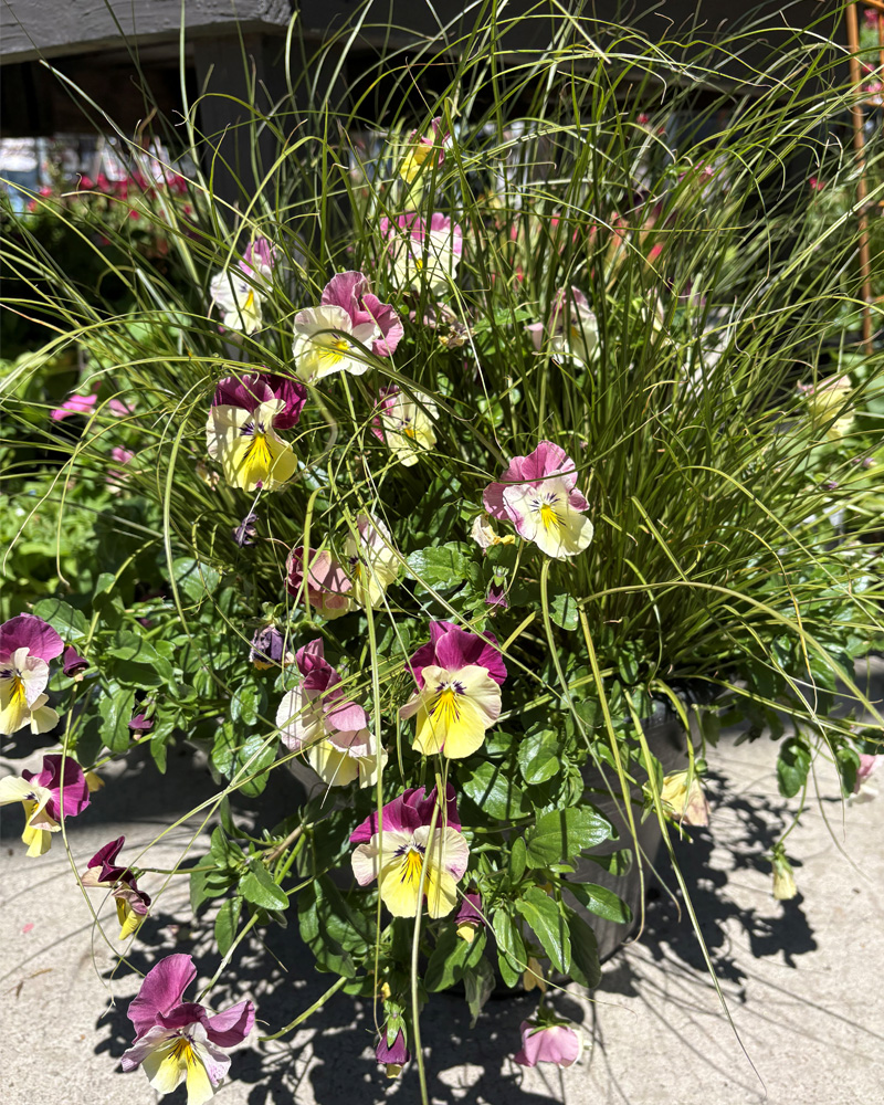 Alessandra Custom Patio Pot 12"