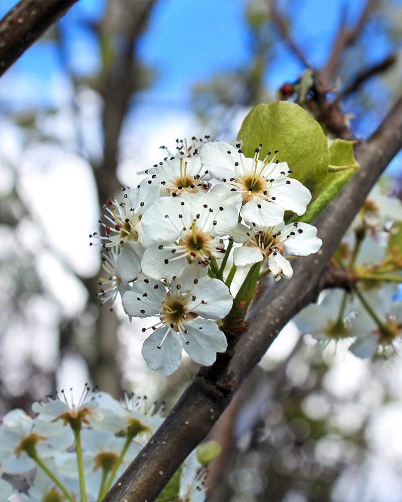 Chanticleer Ornamental Pear #15<br><i>Pyrus calleryana Chanticleer</br></i>