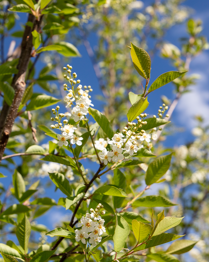 Canada Red Chokecherry #15<br><i>Prunus virginiana Canada Red</br></i>
