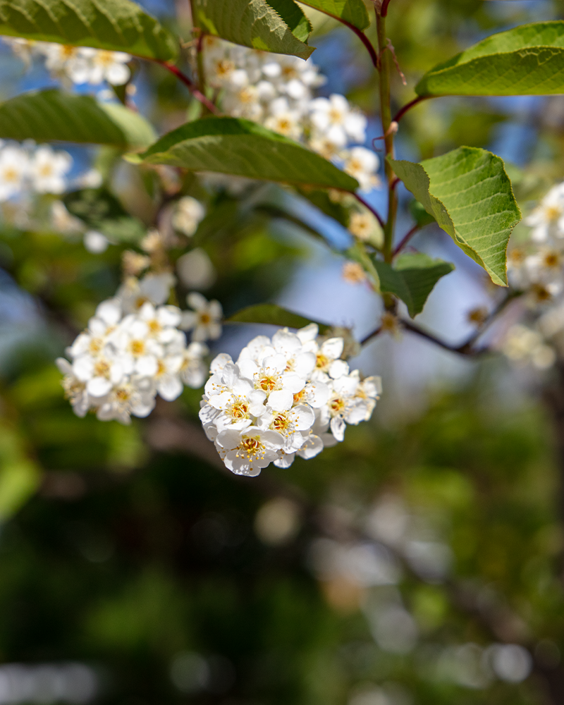 Canada Red Chokecherry #20<br><i>Prunus virginiana \'Canada Red\'</br></i>