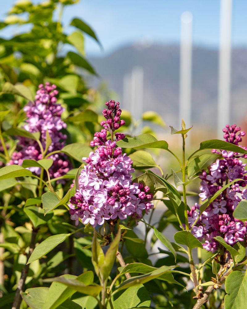 Common Lilac #5<br><i>Syringa vulgaris</br></i>