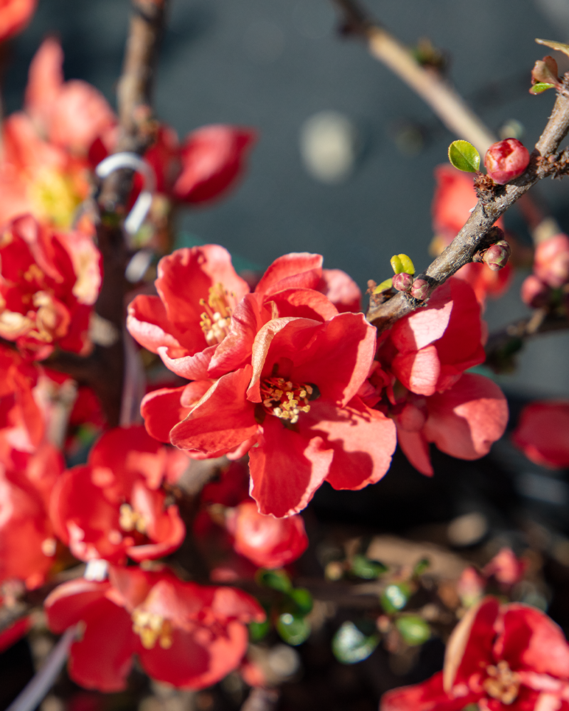 Texas Scarlet Flowering Quince #5<br><i>Chaenomeles speciosa Texas Scarlet</br></i>