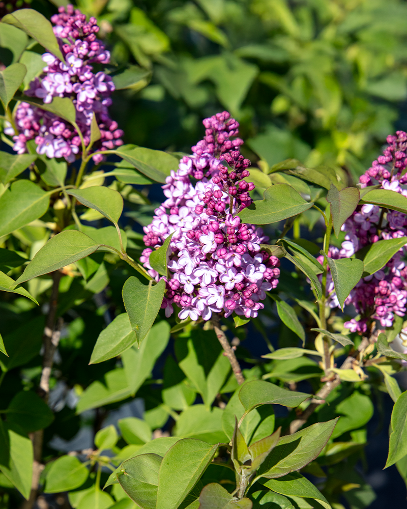 Common Lilac #5<br><i>Syringa vulgaris</br></i>