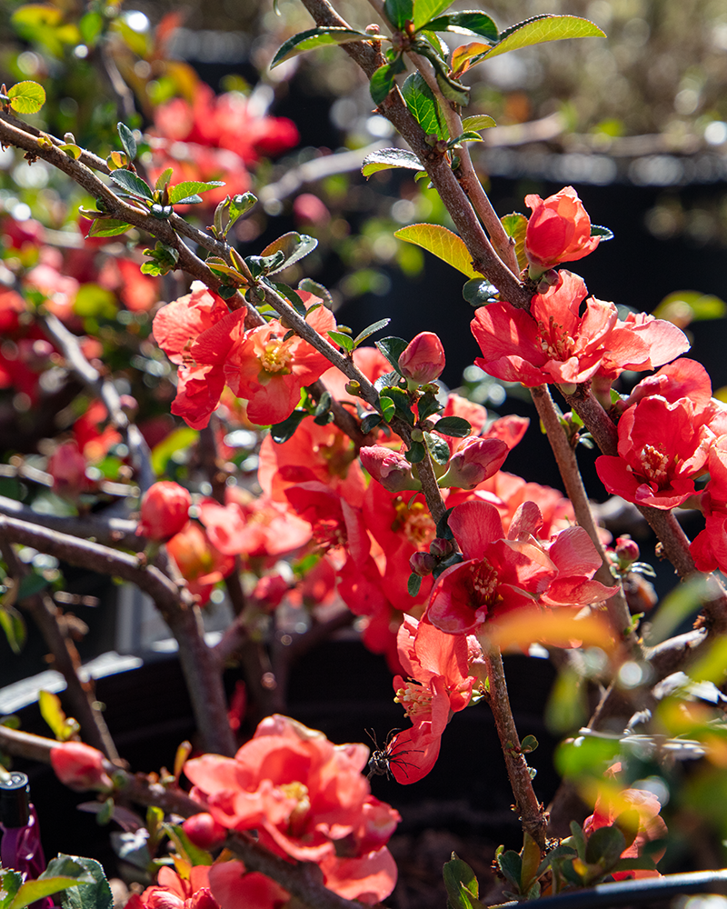 Texas Scarlet Flowering Quince #5<br><i>Chaenomeles speciosa Texas Scarlet</br></i>