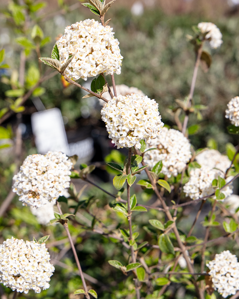 Burkwood Viburnum #5<br><i>Viburnum x burkwoodii</br></i>