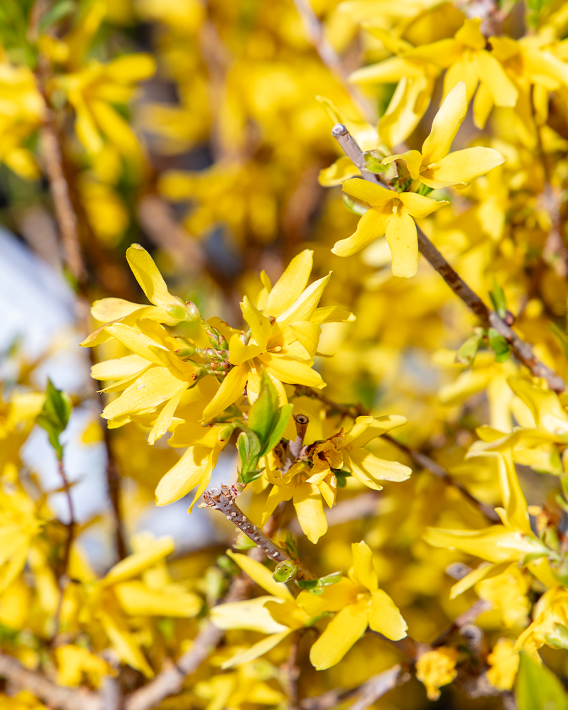 Lynwood Gold Forsythia #5<br><i>Forsythia x intermedia Lynwood Gold</br></i>