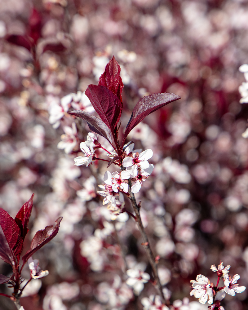 Purpleleaf Sandcherry #5<br><i>Prunus x cistena</br></i>