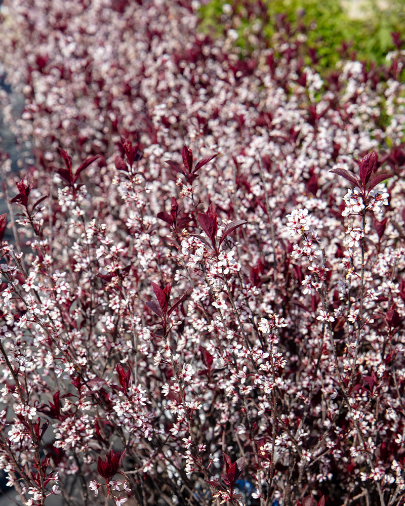 Purpleleaf Sandcherry #5<br><i>Prunus x cistena</br></i>