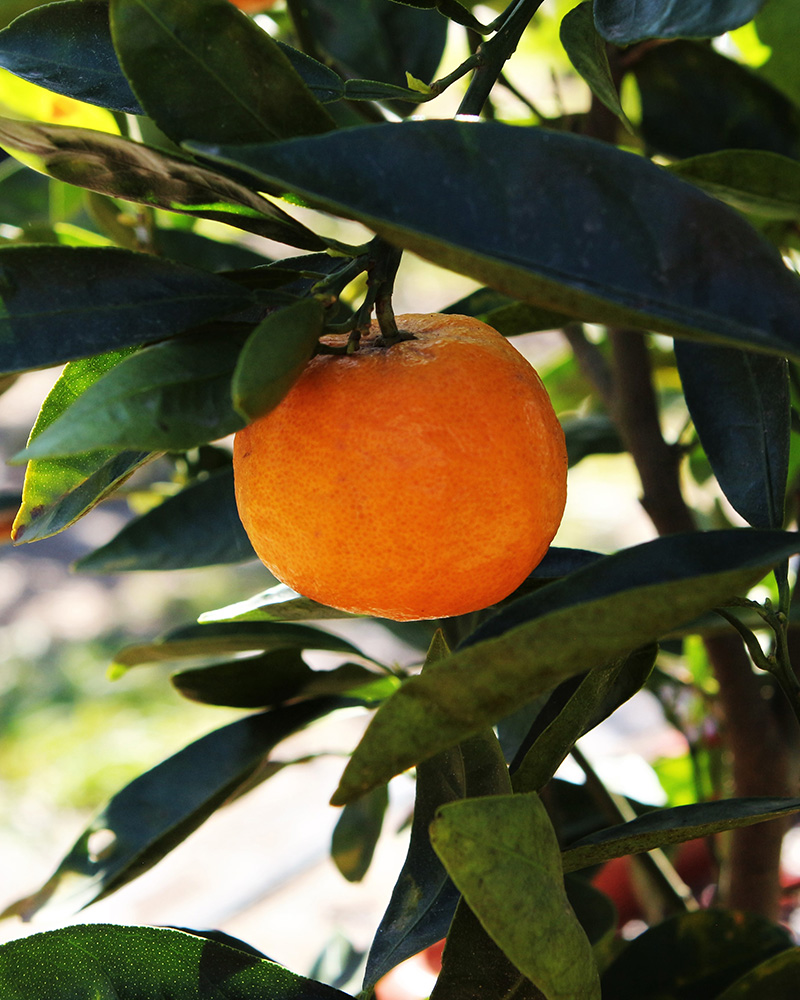 Gold Nugget Mandarin