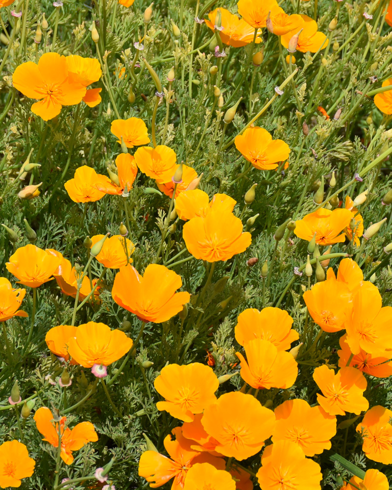 California Poppy #1