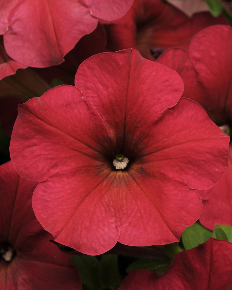 Petunia Easy Wave Berry Velour 4"