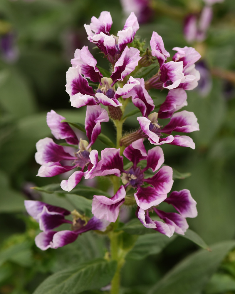 Cuphea Lavender Splash 4"