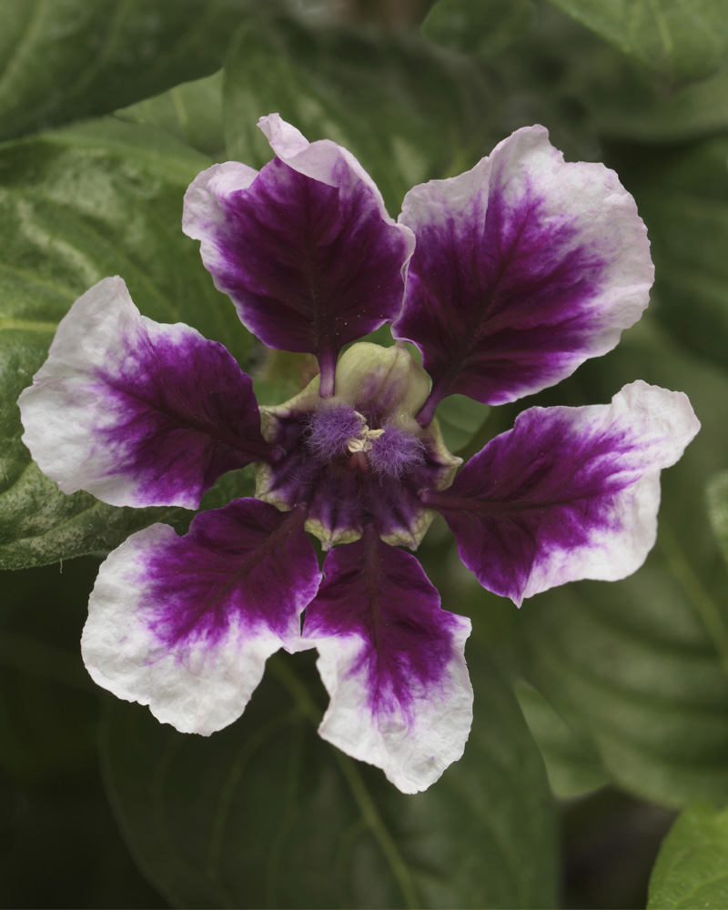 Cuphea Lavender Splash 4\"