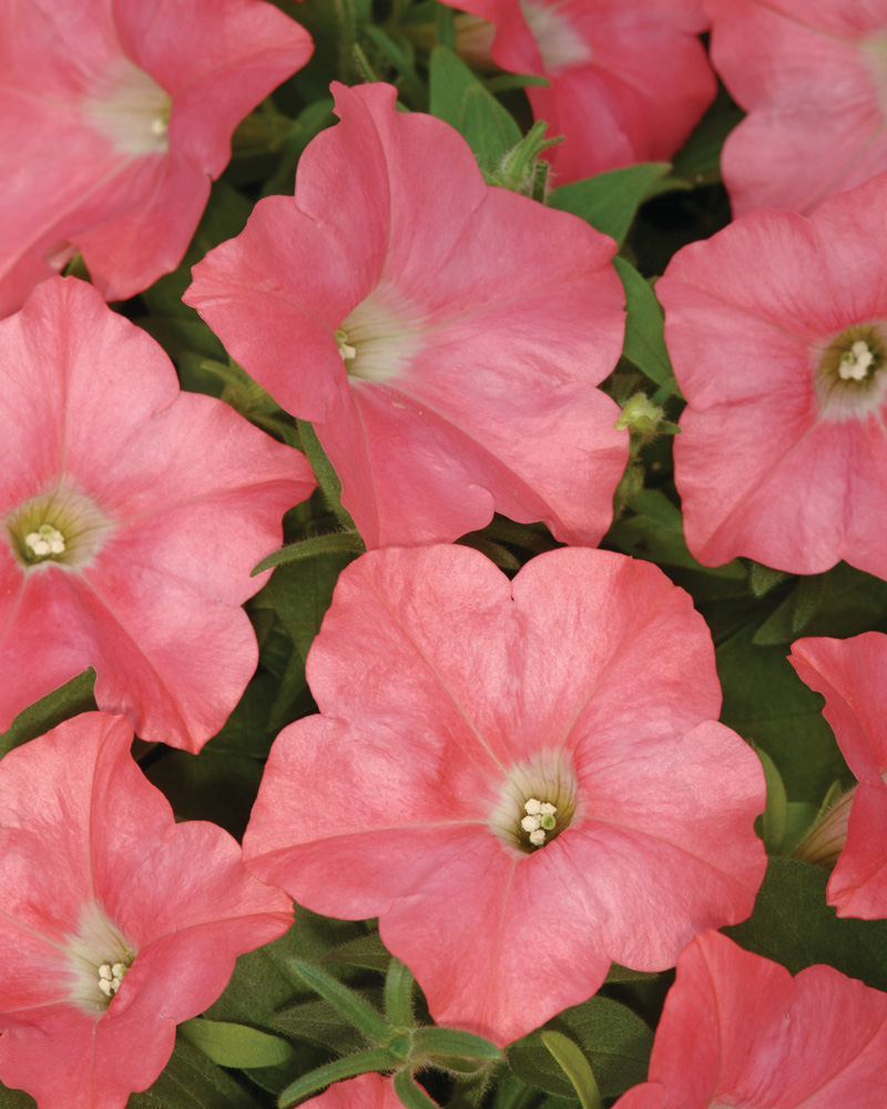 Petunia Easy Wave Coral Reef 4"