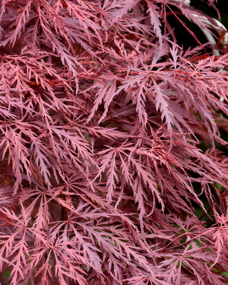 Red Dragon Japanese Maple #1<br><i>Acer palmatum 'Red Dragon'</br></i>