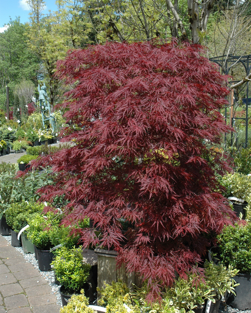 Red Dragon Japanese Maple #1<br><i>Acer palmatum \'Red Dragon\'</br></i>
