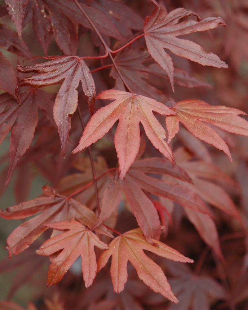 Fireglow Japanese Maple #1<br><i>Acer palmatum 'Fireglow'</br></i>