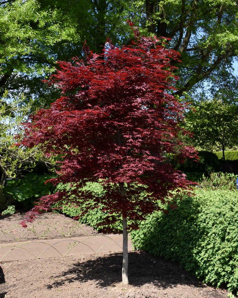 Fireglow Japanese Maple #1<br><i>Acer palmatum \'Fireglow\'</br></i>