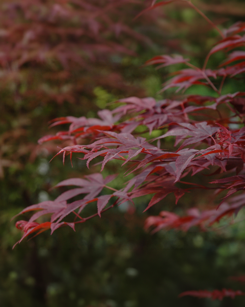 Fireglow Japanese Maple #1<br><i>Acer palmatum \'Fireglow\'</br></i>