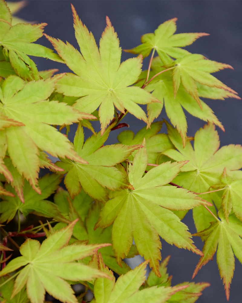 Summer Gold Japanese Maple #1<br><i>Acer palmatum 'Summer Gold'</br></i>