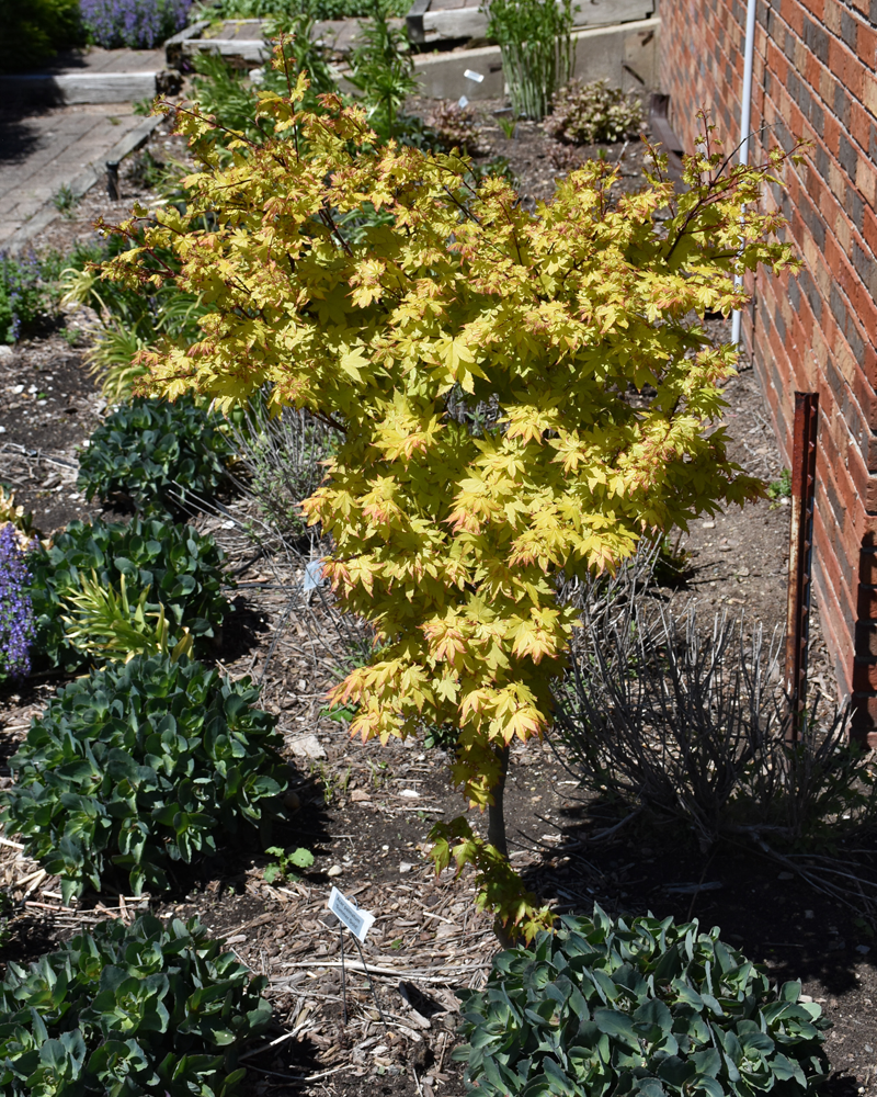 Summer Gold Japanese Maple #1<br><i>Acer palmatum \'Summer Gold\'</br></i>