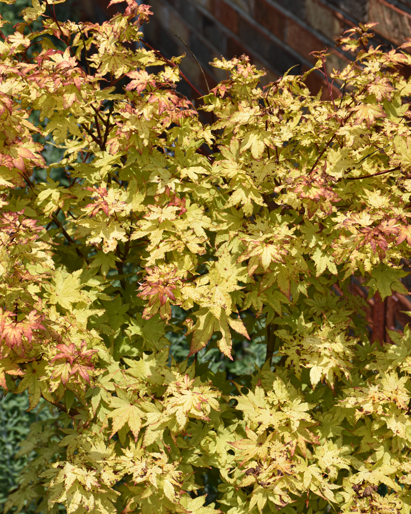 Summer Gold Japanese Maple #1<br><i>Acer palmatum \'Summer Gold\'</br></i>