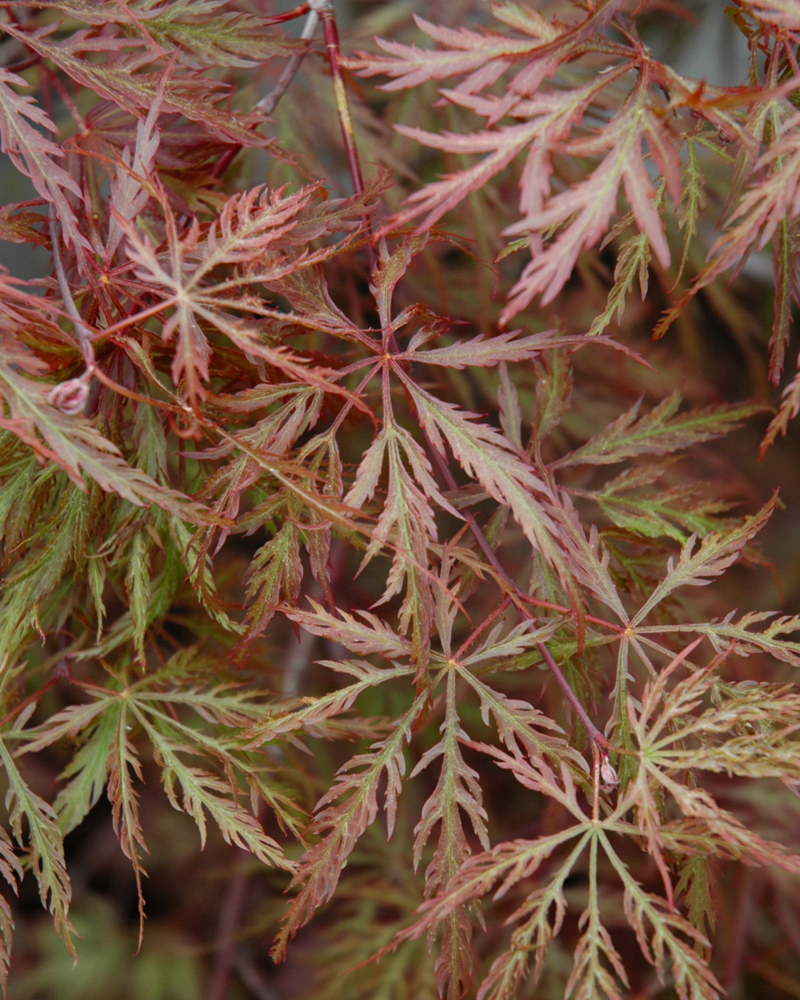 Inaba Shidare Cutleaf Japanese Maple #1<br><i>Acer palmatum 'Inaba Shidare'</br></i>