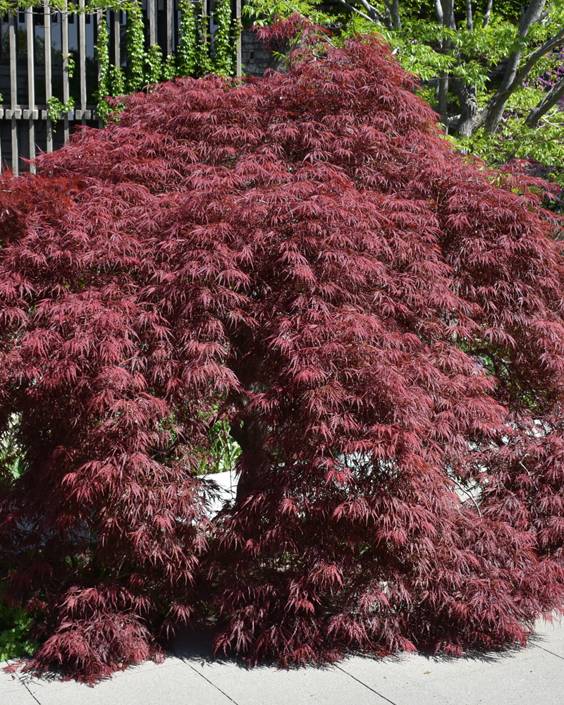 Inaba Shidare Cutleaf Japanese Maple #1<br><i>Acer palmatum \'Inaba Shidare\'</br></i>