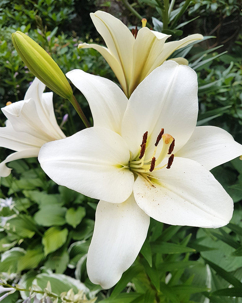 Asiatic White Lily #1<br><i>Lilium asiaticum 'White'</br></i>