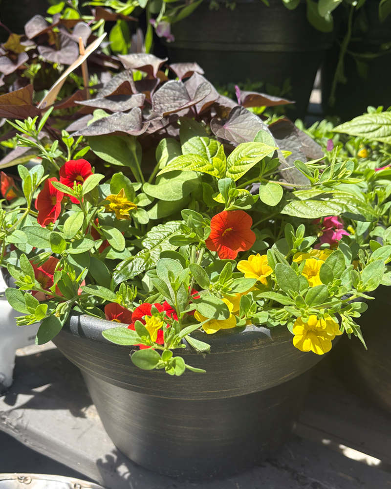 Moana Made Sunfire Showcase Patio Pot 12"