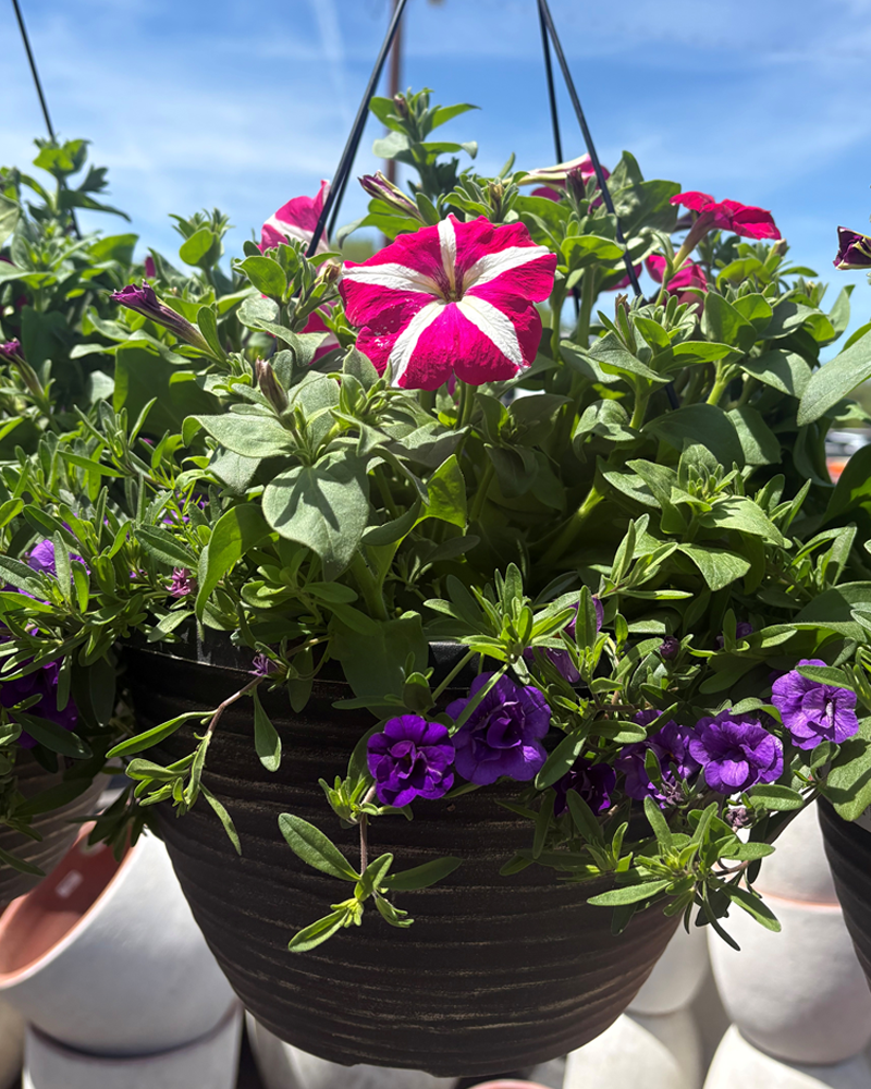 Moana Made Petal Patterns Hanging Basket 12"