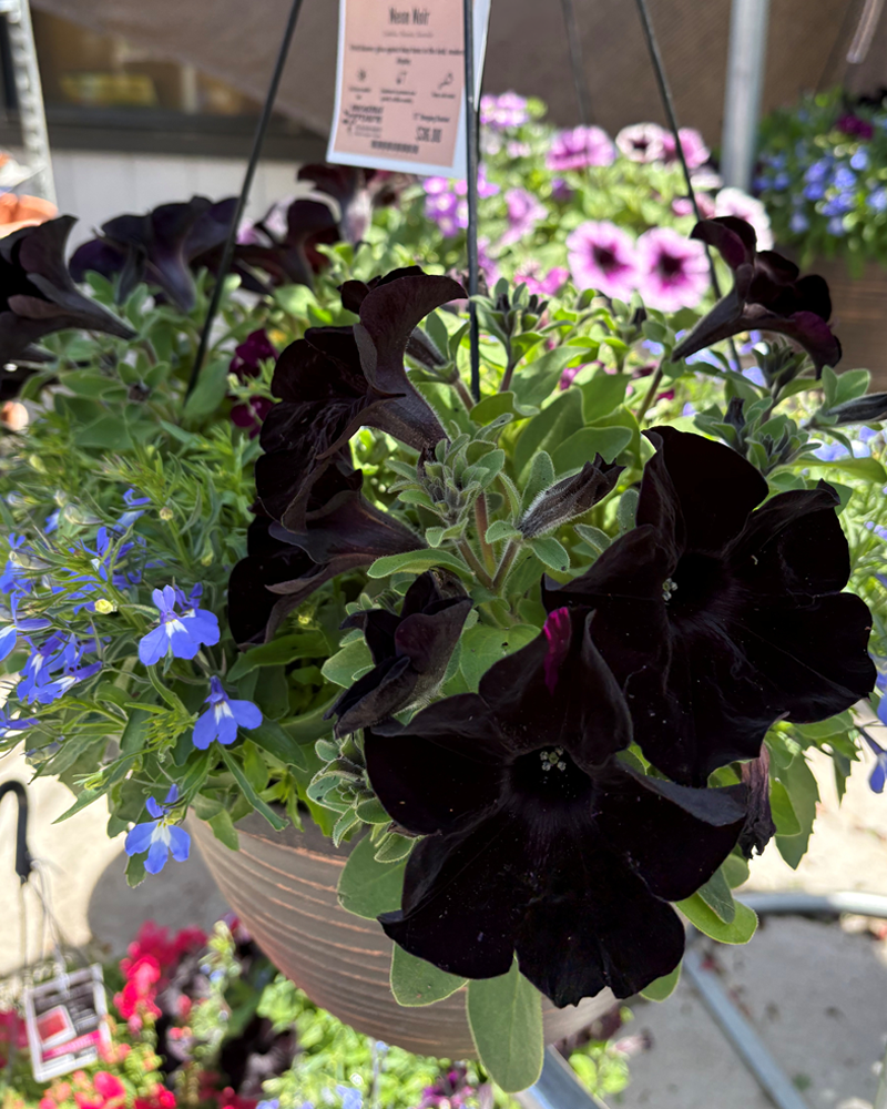 Moana Made Neon Noir Hanging Basket 12"