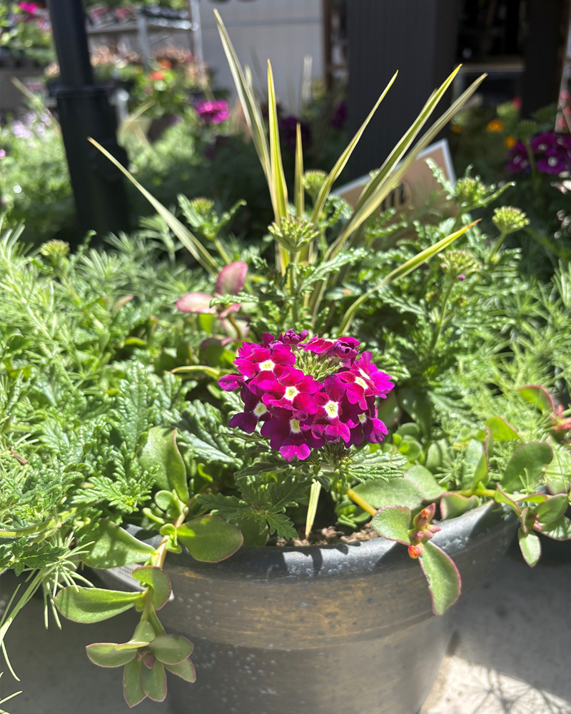 Moana Made Sunscape Studio Patio Pot 12"